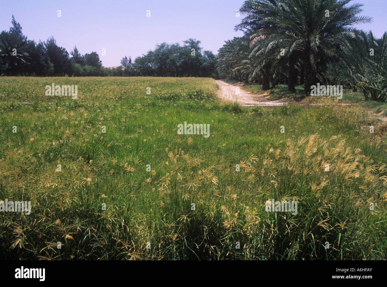 `Grass farm` in Qatar producing feed for cattle Stock Photo Alamy